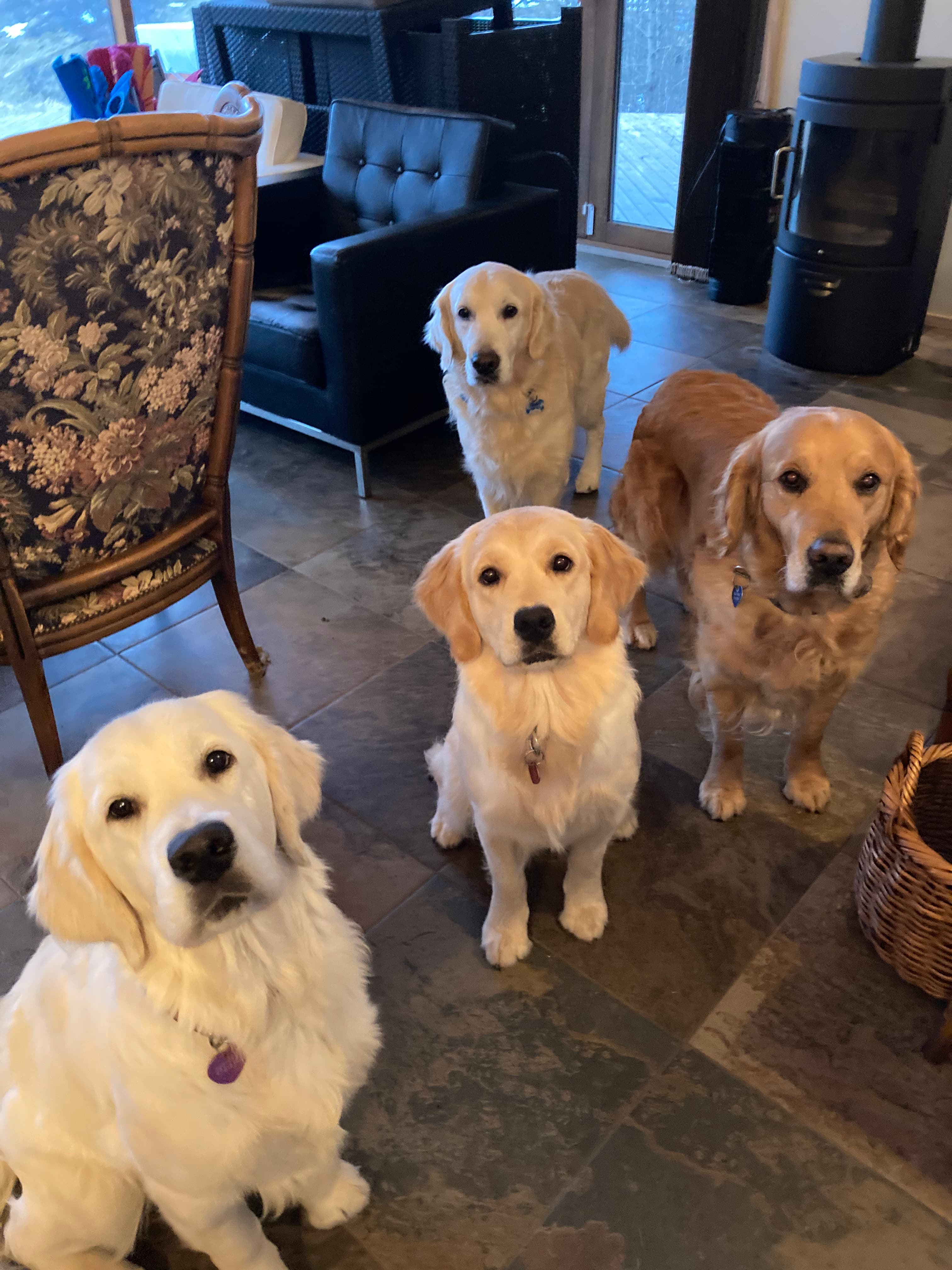 Golden Retriever hundar hjá Skotís Ræktun
