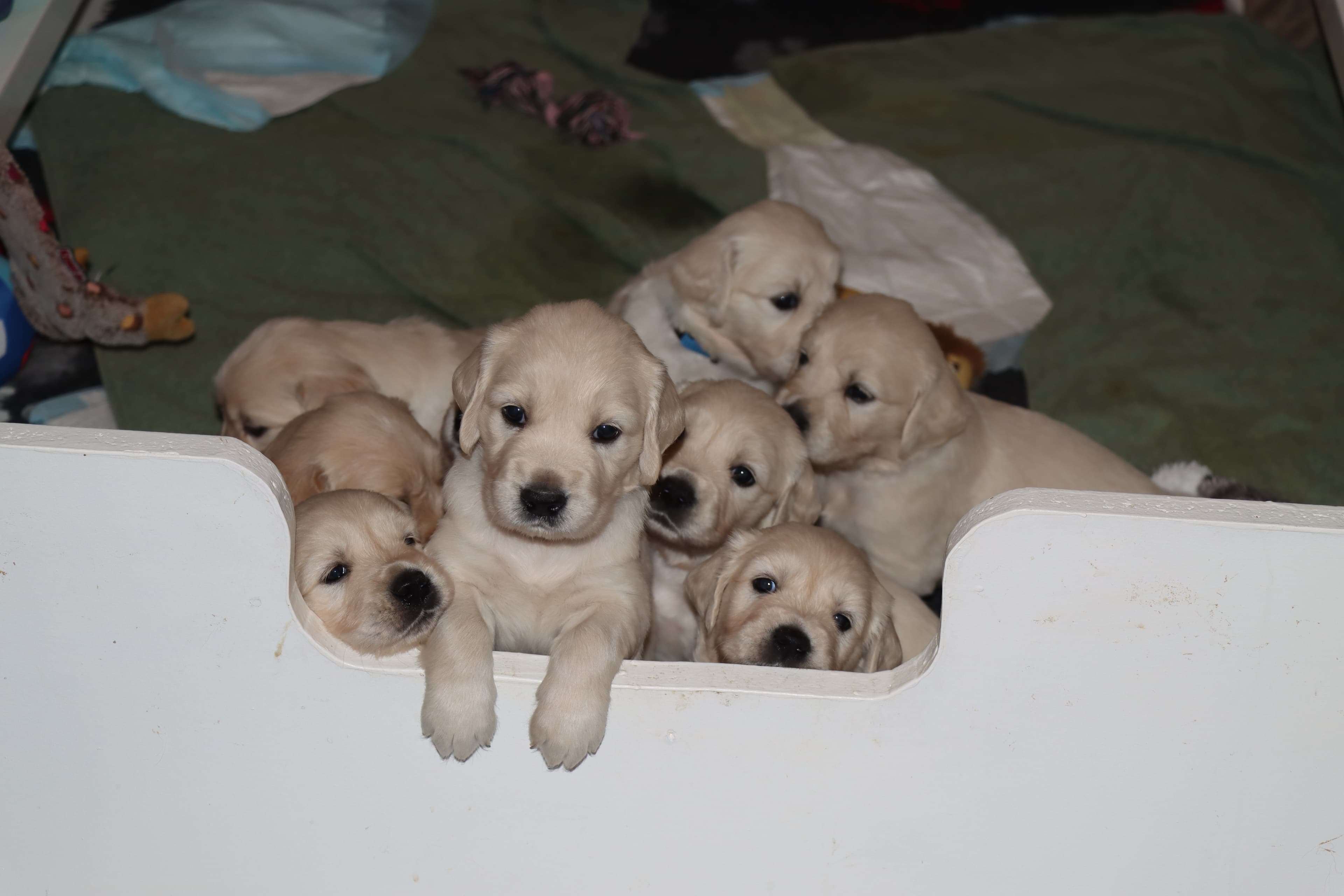 Golden Retriever hvolpar
