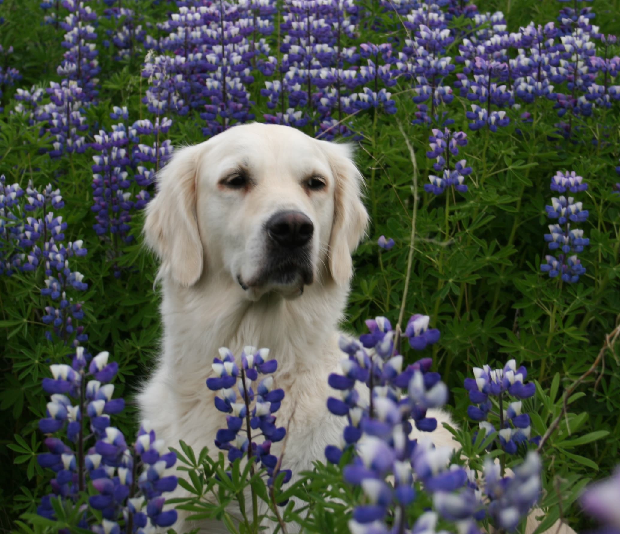 Esja Golden Retriever í lúpínu