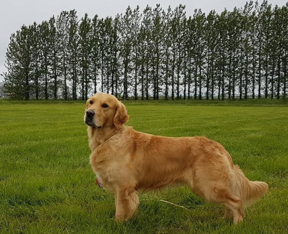 Dylan